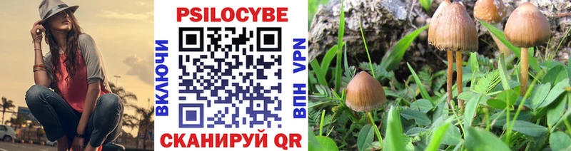 Купить где  Майский  Псилоцибиновые грибы Psilocybe 